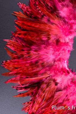 Frange coq chin roux - long. plumes 10-15 cm - rose